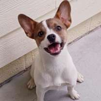 Thumbnail photo of Peanut #1