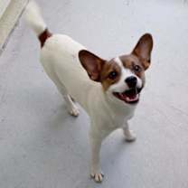 Thumbnail photo of Peanut #2