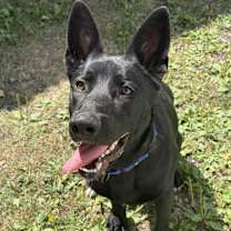 Thumbnail photo of Finn #2