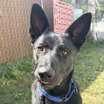 Thumbnail photo of Finn #3