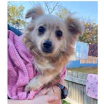 Thumbnail photo of Dipsy #1