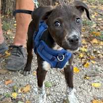 Thumbnail photo of Charlie #1