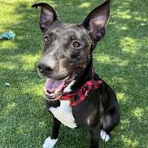adopt-pet