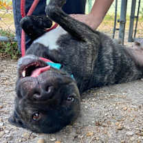 Thumbnail photo of Gibby #3