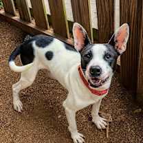 Thumbnail photo of Karma Kisses #1