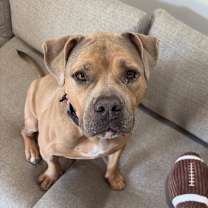 adopt-pet