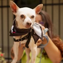 Thumbnail photo of Smokey #1