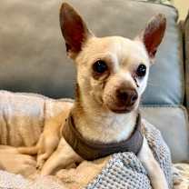 Thumbnail photo of Smokey #2