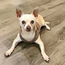 Thumbnail photo of Smokey #3