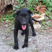 Thumbnail photo of ZADA #1