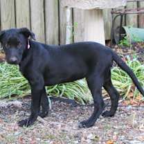 Thumbnail photo of ZADA #2