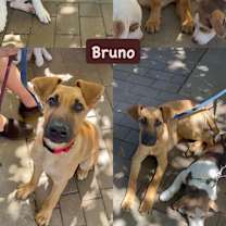 Thumbnail photo of Bruno #3