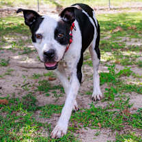 Thumbnail photo of Bambi #1