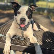 Thumbnail photo of Bambi #2