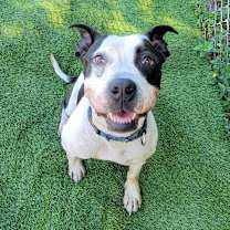 Thumbnail photo of Bambi #3