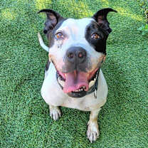 Thumbnail photo of Bambi #4