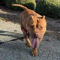 Thumbnail photo of Biscoff #4