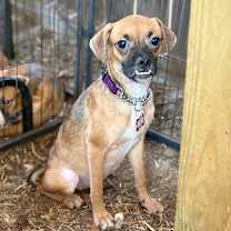 Thumbnail photo of Junia #2