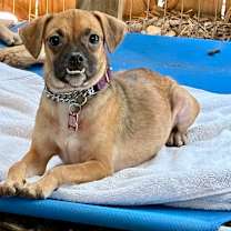 Thumbnail photo of Junia #3