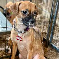 Thumbnail photo of Junia #4