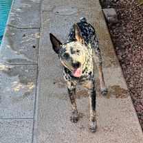 adopt-pet