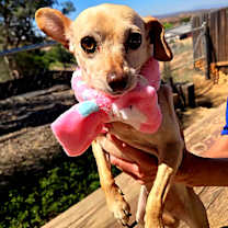 Thumbnail photo of Taffy #1