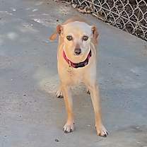 Thumbnail photo of Taffy #2