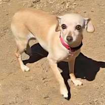 Thumbnail photo of Taffy #4