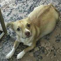 adopt-pet
