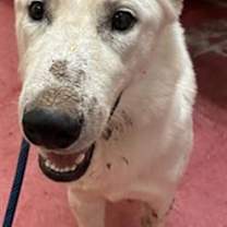 adopt-pet