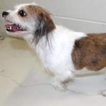 Thumbnail photo of Dash #2