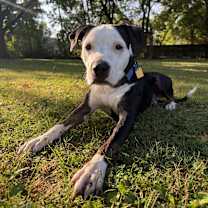 Thumbnail photo of Butch #1