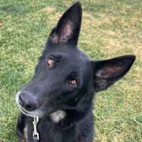 adopt-pet