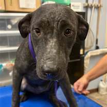 adopt-pet