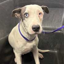 adopt-pet