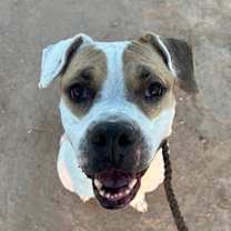 adopt-pet