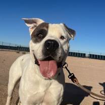 adopt-pet