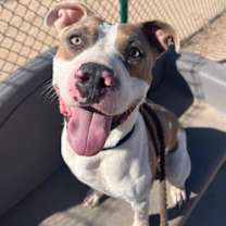 adopt-pet