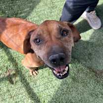adopt-pet