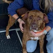 Thumbnail photo of Buddy #2