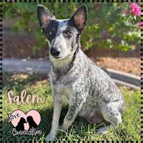 adopt-pet
