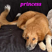 Thumbnail photo of Princess #1