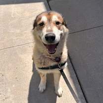 adopt-pet