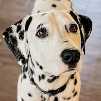 Thumbnail photo of Asher #1