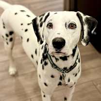 Thumbnail photo of Asher #2