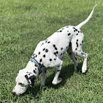 Thumbnail photo of Asher #3