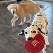 Thumbnail photo of Asher #4