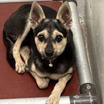adopt-pet