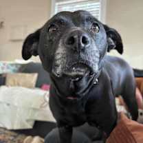 Thumbnail photo of Shelby #2