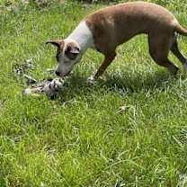 Thumbnail photo of Sadie #2